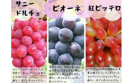 【産地直送】岡山県産ぶどう詰合せ１．２ｋｇ（シャインマスカット＋旬ぶどう） 【2026年先行予約】 / 岡山 真庭 シャインマスカット 食べ比べ 葡萄 ブドウ ぶどう 贈答 新鮮 果物 フルーツ 人気 数量限定 ピオーネ 紅ピッテロ サニードルチェ  ギフト ぶどう専門 林ファミリー 【hfbd001-01】