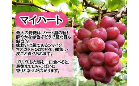 【2026年先行予約】【産地直送】フルーツ王国岡山 シャインマスカットの娘マイハート入り！ぶどう１.２kg詰め合わせ (2026年9月下旬～発送予定) 【hfbd003-01】