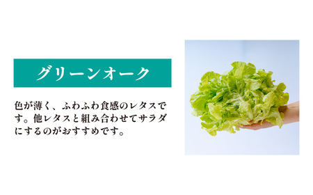 3種のレタス 各500g×2パック 1kg | レタス