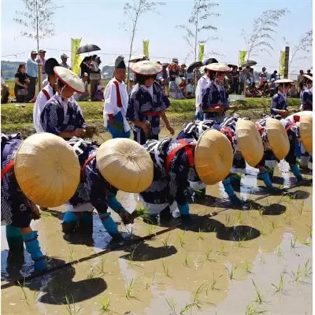 抹茶入り玄米茶　～　悠紀斎田米「萬斎」使用　200g×3袋【1287355】