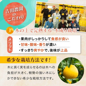 訳あり 河内晩柑5kg（家庭用） ＜ 柑橘 希少 果物 国産 フルーツ みかん 蜜柑 訳あり 家庭用 和製 グレープフルーツ ブランド 愛媛 果実 ビタミン ＞　※2026年4月上旬～8月上旬頃に順次発送予定