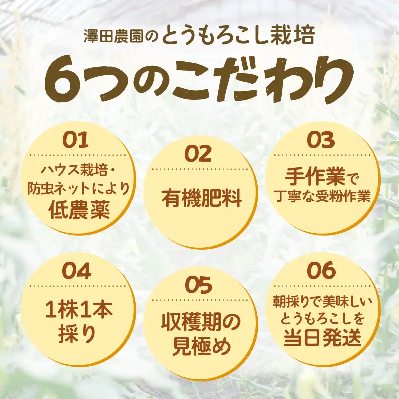 【先行予約】秋とうもろこし 黄色 白色 計5本 おおもの 朝採り ／ 期間限定 数量限定 ハウス栽培 産地直送 甘い ミックス スイートコーン 白い とうもろこし ホワイトコーン 野菜 あわら ※2026年10月10日より順次発送 [aw039-a014]