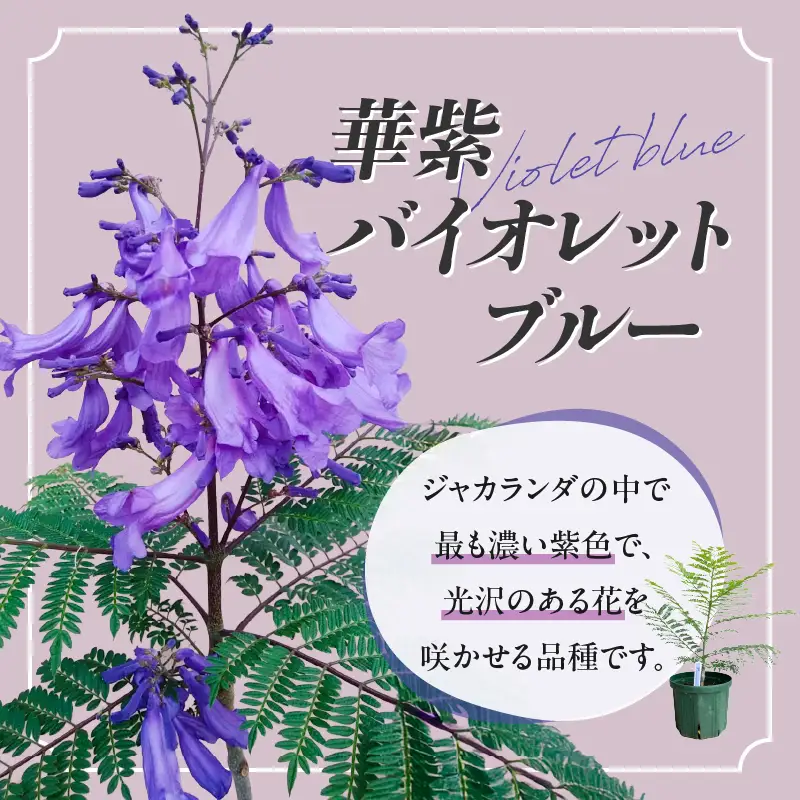 ≪世界三大花木≫ ジャカランダ 苗木 華紫バイオレットブルー 30cm～70cm_CA71-25