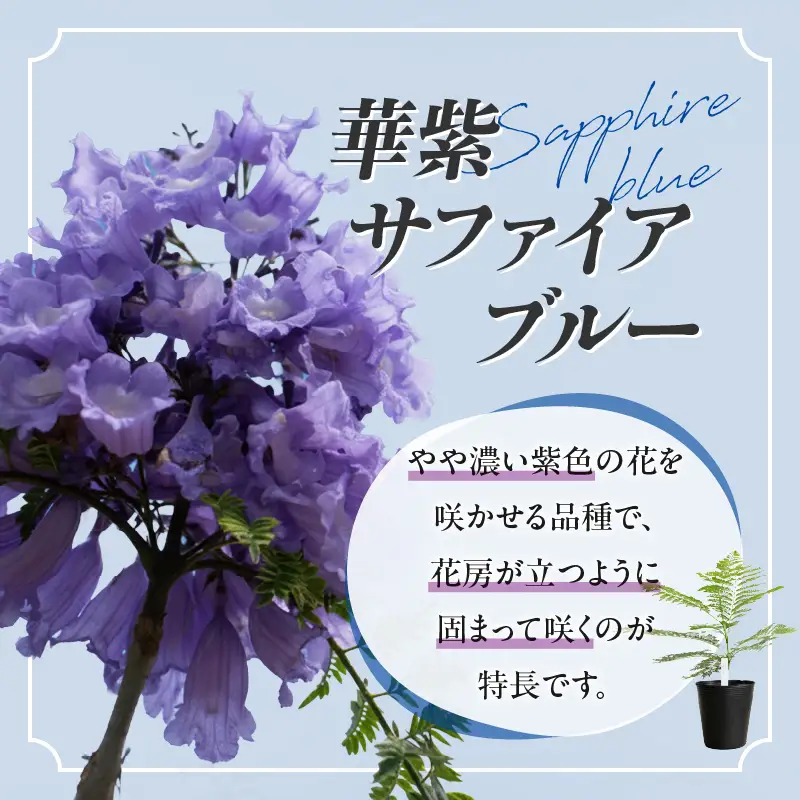 ≪世界三大花木≫ ジャカランダ 苗木 華紫サファイアブルー 30cm～70cm_CA72-25