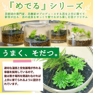 「めでる」シリーズ：苔テラリウム制作キット コウヤノマンネングサ 3本パック NKK0004
