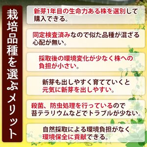 オオカサゴケ [Rhodobryum giganteum] 苔テラリウム用人工栽培品種 5本パック NKK0006