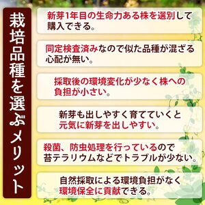 コウヤノマンネングサ・オオカサゴケ・ヒノキゴケの苔テラリウム用3種パック 人工栽培最高品質 NKK0007