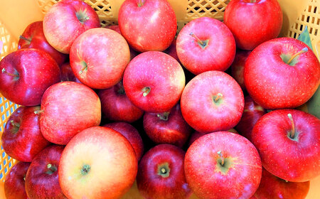 【訳あり】 山形県おきたま産 りんご （サンふじ）（〇秀） 28玉～46玉（約10kg） 山形県産 フルーツ 果物 林檎 リンゴ りんご サンふじ 家庭用 規格外 【2026年11月下旬～12月上旬発送予定】