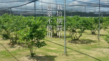 ブルーベリー1.2kg ( 400g × 3パック ) 【2026年6月から発送開始】[AK002sa]