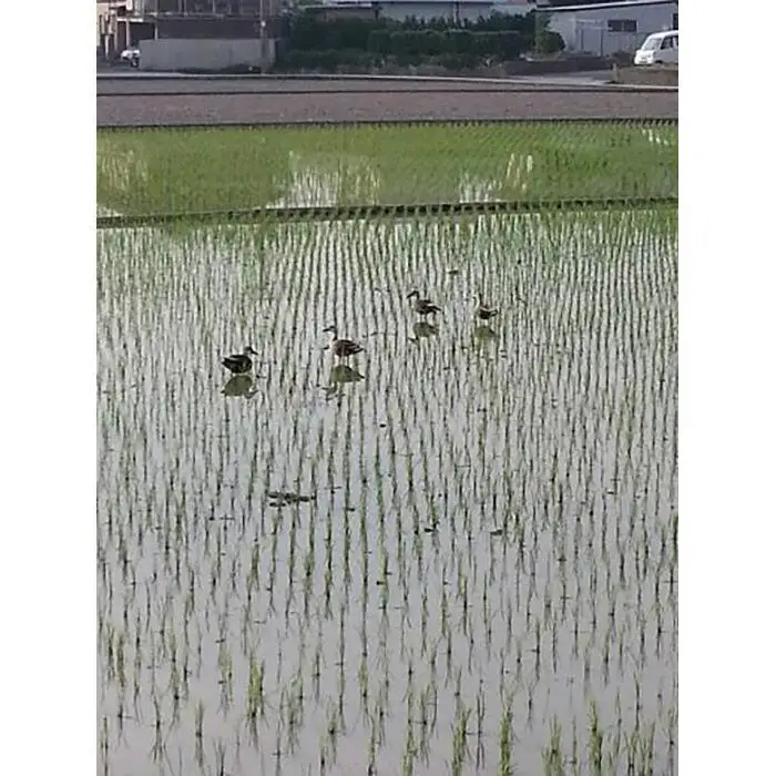 和歌山県のお米食べ比べセット合計１５キロ