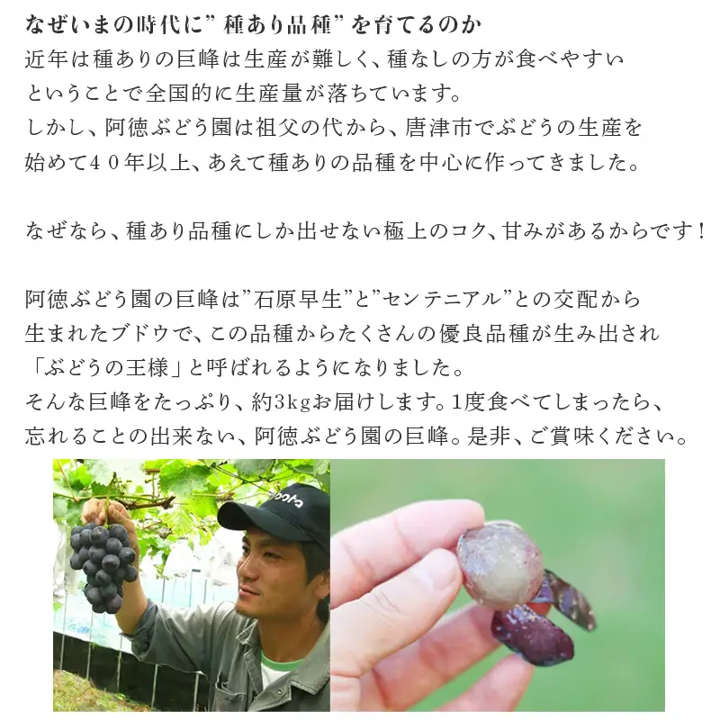 『先行予約』【令和8年7月下旬発送】唐津市産種あり大粒「巨峰」約3kg(5～8房) ぶどう ブドウ 果物 フルーツ ギフト