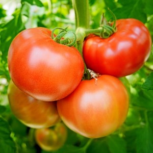 トマト 4kg 化粧箱入