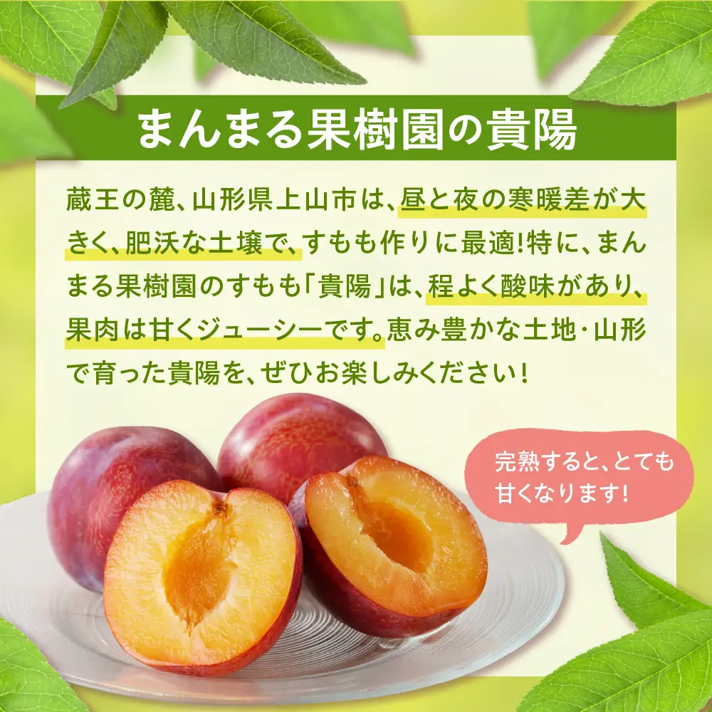 すもも（貴陽）１.５ｋｇ　0055-2607