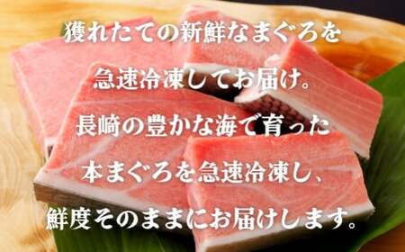 特選長崎県産本まぐろトロセット(養殖)　本まぐろ