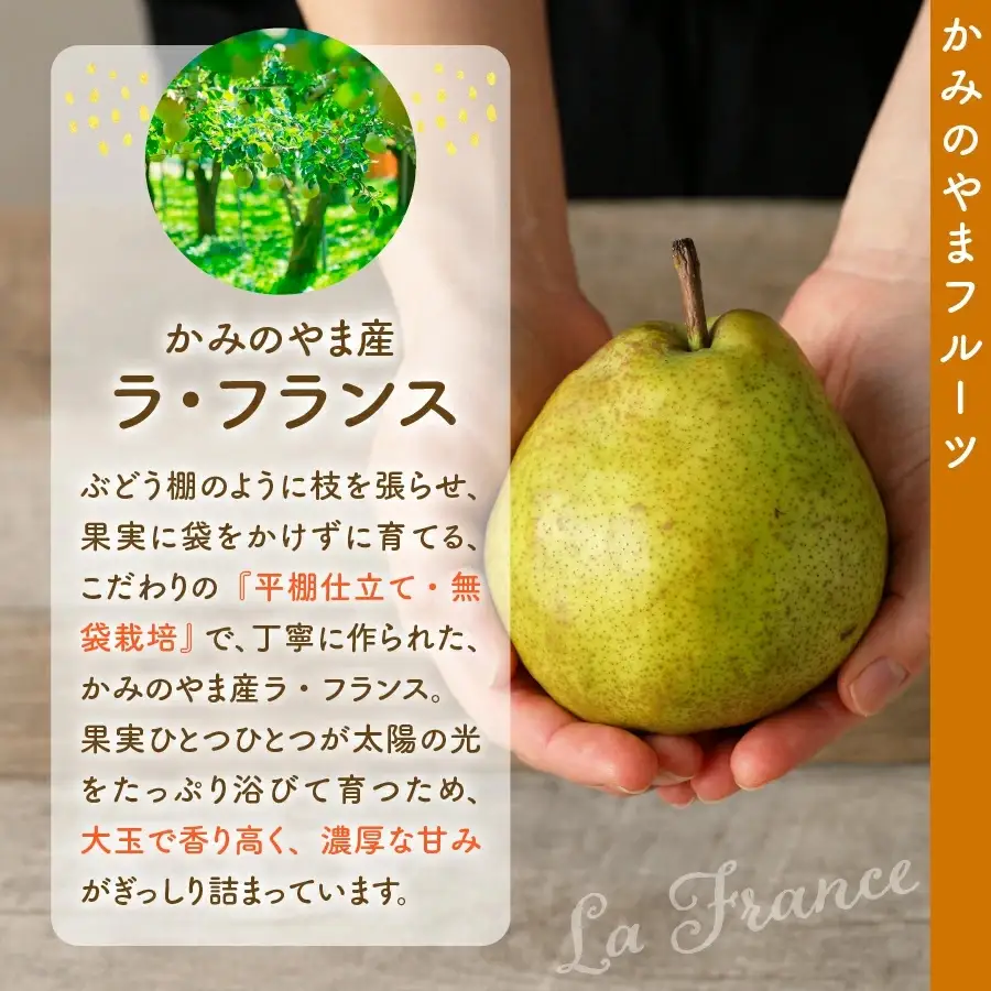 西洋梨（ラ・フランス）３ｋｇ　0007-2601