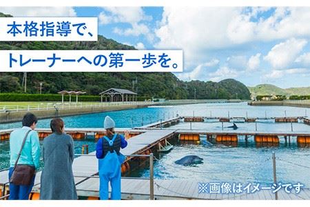 ベーシック・ドルフィントレーナー・プログラム 《壱岐市》【壱岐イルカパーク＆リゾート】[JBF003] 220000 220000円 22万円 体験