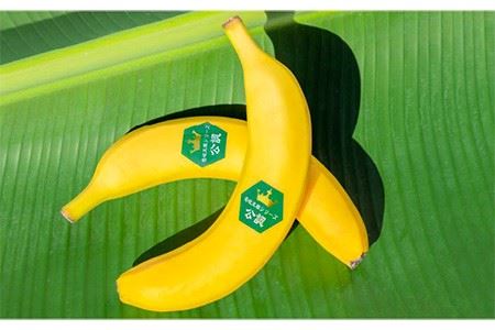 壱岐王様バナナ 1kg（5-7本程度） [JEL001] ばなな