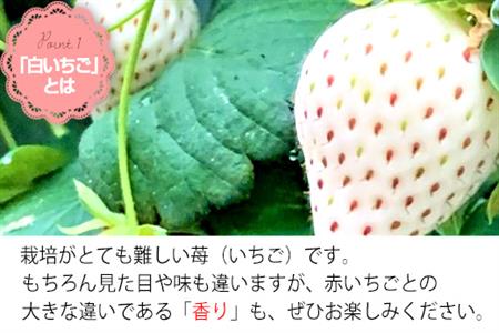 『先行予約』【令和9年2月上旬から4月下旬までにお届け】訳あり 白い宝石 白いちご 130g×4P(合計520g) 大小不揃い いちご イチゴ 苺 フルーツ 果物 希少