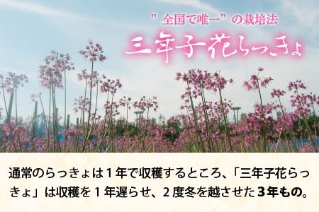 『こだわりの三年掘り栽培』 福井特産 三年子花らっきょ甘辛セット [A-0705]