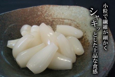 『こだわりの三年掘り栽培』 福井特産 三年子花らっきょギフト 【甘酢 漬け 国産 漬け物 お漬物 ラッキョウ らっきょう】 [B-0701]