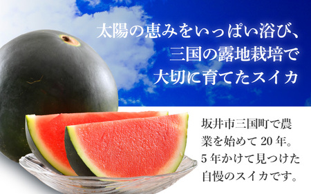 【先行予約】 種なし スイカ 6～10kg × 1玉 大玉サイズ ～シャリシャリ甘い東尋坊黒皮種なしスイカ～ 【2026年7月中旬以降順次発送予定】 【スイカ 西瓜 フルーツ デザート 旬の味覚 果物 国産 産地直送 お祝い お中元 ギフト】 [B-10201]