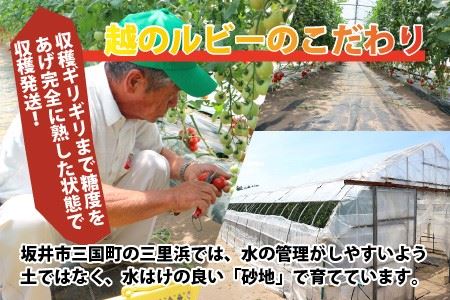 定期便 年2回お届け「越のルビー」 1.8kg (計3.6kg)　～甘くて濃厚なトマトをお届けします～ 【1回目：2026年6月上旬〜6月下旬 / 2回目：2026年9月上旬〜9月下旬】 [B-1101]