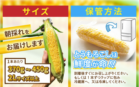 【先行予約】朝取れ とうもろこし 10本 (1本：2Lサイズ以上 370g～450g) ～驚きの糖度18度以上！～ (わくわくコーン) 【2026年6月上旬以降順次発送】  [A-7102] とうもろこし とうもろこし とうもろこし とうもろこし