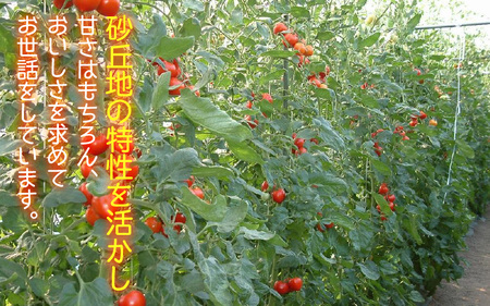 【先行予約】太陽サンサン砂丘地三里浜の 越のルビー 約2kg 【2026年6月下旬以降順次発送予定】 [A-8301]