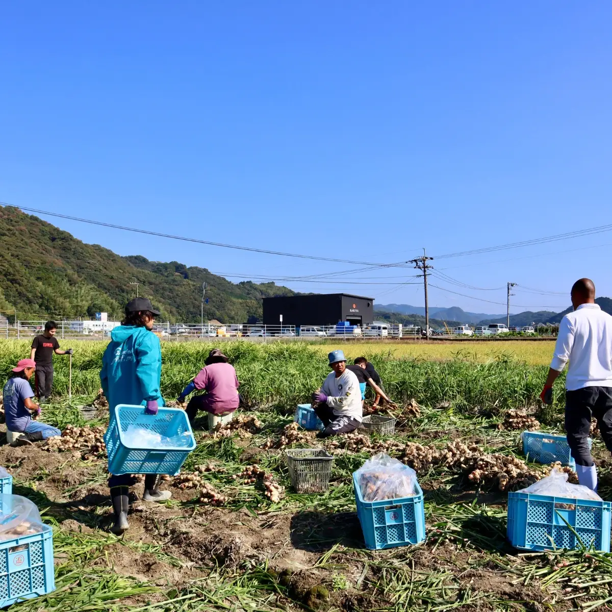 刈谷農園の生姜1kg