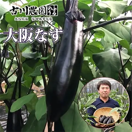 【産地直送】古川農園「大阪なす」と「水なす」の食べ比べセット_野菜 茄子  なす ナス_【1293804】