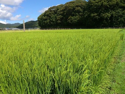 伊勢ひかり 10kg お米 白米 精米 伊勢 志摩 【三重県志摩市】
