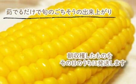 【6月上旬頃～発送】スイートコーン (イエロー) 約3kg （8～12本前後 ）とうもろこし 野菜 夏