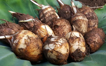 農薬不使用 自然農法 山形特産 土付里芋 5kg!(さといもやのおすすめ品) FZ23-135