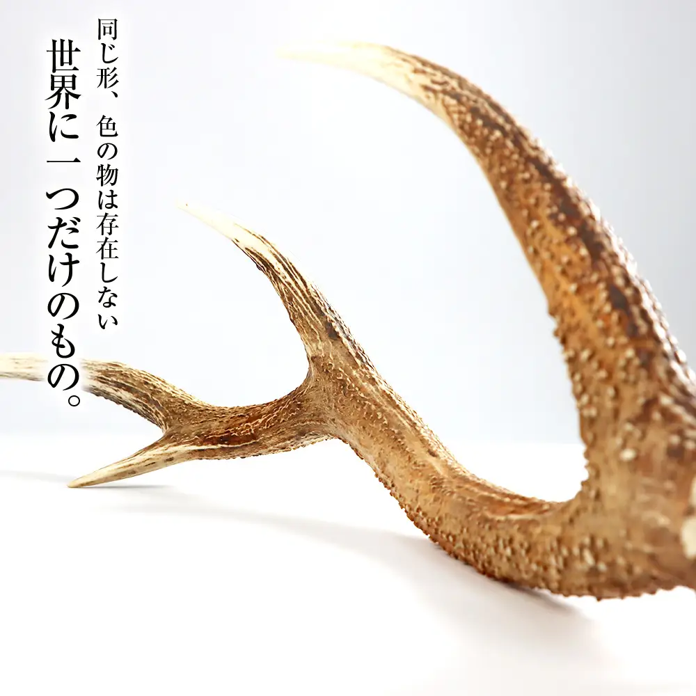 エゾシカ角（横約20cm×縦約60㎝）