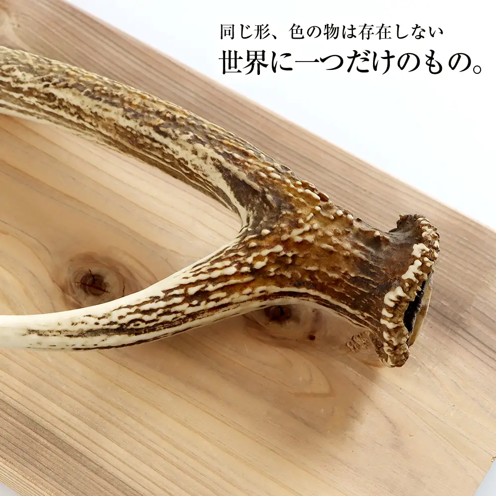 エゾシカ角 壁掛け（横約20cm×縦約60㎝）