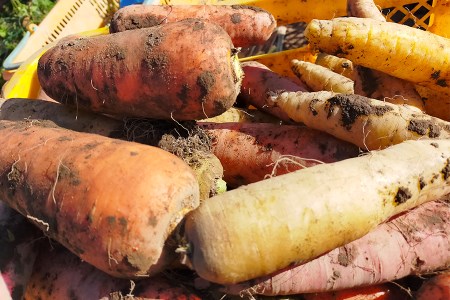 [五霞町産にんじん] 杉田さんちの人参じゅ～す 小瓶5本セット ／ 人参ジュース ニンジンジュース 野菜ジュース ジュース 人参 ニンジン 瓶 セット 100％ 茨城県 五霞町 五霞町産