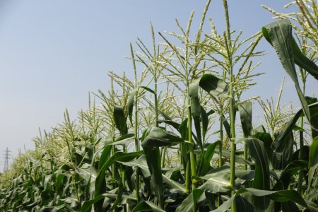 とうもろこし ゴールドラッシュ 約2.5kg 6本入 《6月前半から順次お届け》 [JAふえふき 山梨県 中央市 21470469] やさい 野菜 トウモロコシ コーン 2.5キロ 6本 季節限定 期間限定 数量限定 山梨 山梨県産【2026年6月上旬～7月上旬発送予定】