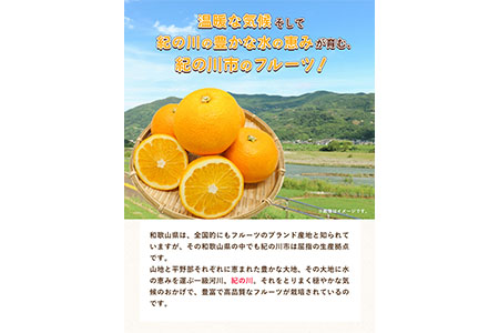 【先行予約】八朔 約5kg(3L-Lサイズ)JAわかやま 紀の里地域本部 《2027年1月上旬-3月末頃出荷》 和歌山県 紀の川市 果物 フルーツ 柑橘 はっさく