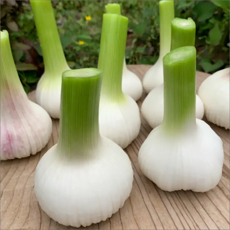 【数量限定40】新にんにく1kg（15玉～30玉前後） にんにくコンフィレシピ付き（栽培期間中農薬・化学肥料・除草剤不使用）（2026年6月上旬～発送）