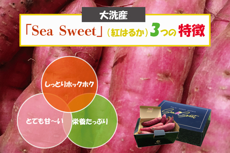  【先行予約】 大洗産 さつまいも 紅はるか 2.5kg （8本前後） 「Sea Sweet」 長期熟成 茨城県産 サツマイモ 土付き 生芋 芋 さつま芋 薩摩芋 甘藷 べにはるか_CF002