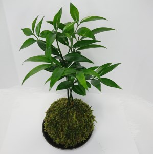 ナギの木の苔玉（皿付き）_B120ｰ001