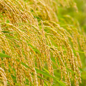 日本酒 純米大吟醸1.8L×2 日本酒