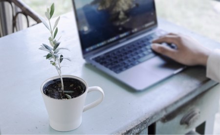 A28　デスクオリーブ＜2鉢セット＞