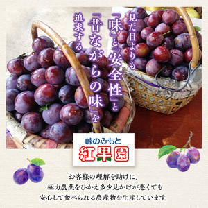[先行受付] 9月末～10月お届け 北海道 仁木産 フレッシュ プルーン 約2kg（サイズ混合）品種 おまかせ 果物 くだもの フルーツ [峠のふもと　紅果園]