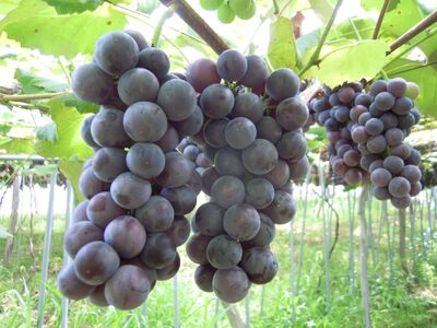 ぶどう（スチューベン）２ｋｇ　0142-2606