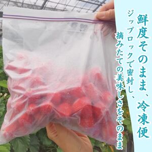 【先行予約＿2026年出荷分】 完熟 冷凍イチゴ 1kg　【 フローズン ストロベリー スムージー 苺 いちご 】