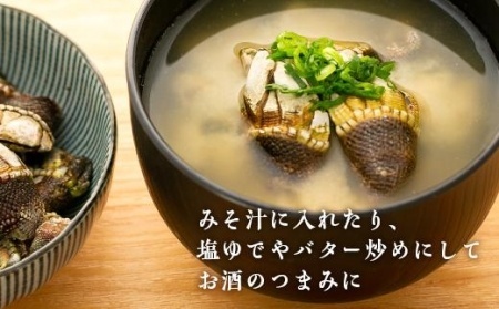 【数量限定】屋久島産「亀の手」500g【海水で冷凍】