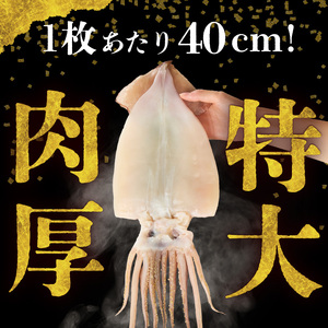 函館産 特大真いか 一夜干し 3枚セット イカ焼き_HD010-010