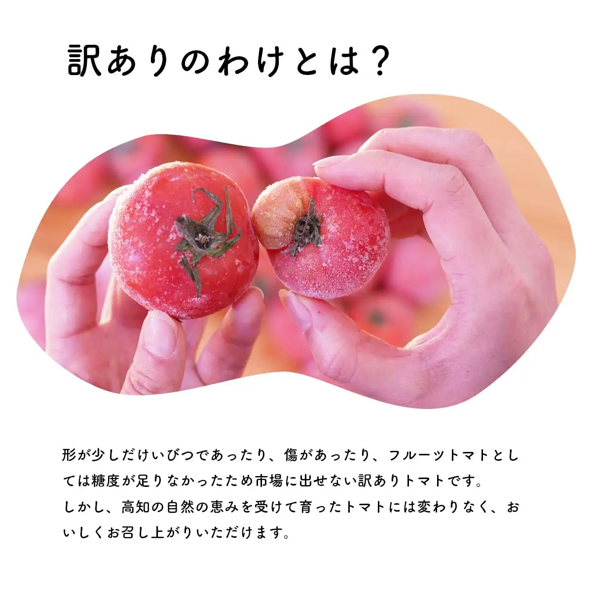 訳あり 冷凍トマト フルーツトマト 冷凍 約1.5kg（30個前後）　皮むき簡単 家庭用 とまと