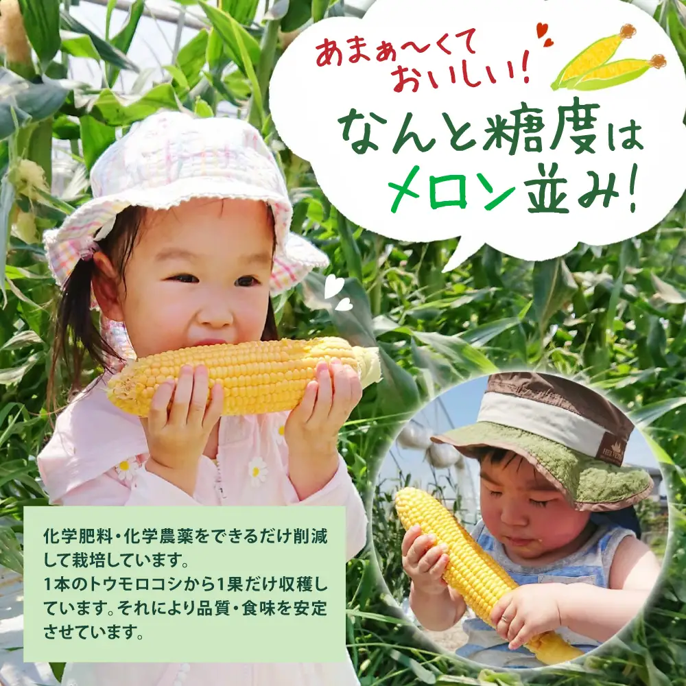 熊本県八代市産 スーパースイートコーン ゴールドラッシュ 4kg 野菜ソムリエサミット 2年連続金賞受賞 スイートコーン とうもろこし コーン 朝採り 高糖度